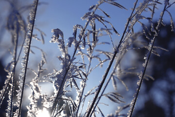 Amazing frozen nature background. A calm, frozen winter scene. Ethereal sunrise, sunlight. Winter wonderland. Idyllic north nature. February.