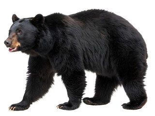 Fototapeta premium Black Bear bear isolated on white