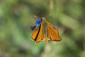 Hesperiidae / Sarı Antenli Zıpzıp / Small Skipper / Thymelicus sylvestris