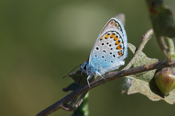 Gümüş Lekeli Esmergöz » Plebejus argus » Silver-studded Blue
