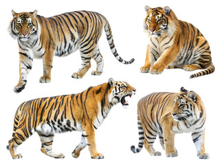 Obraz premium Group tiger On transparent background