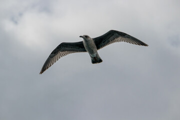 Seagull in flgiht