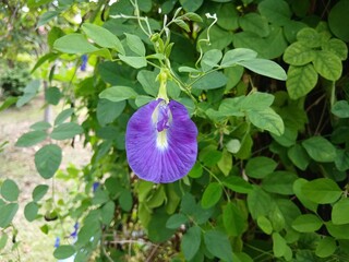 Beautiful butterfly pea flowers, Clitoria ternatea or Telang in the organic​ garden. flower growing among the green leaves in the garden, A Species Belonging to the Subfamily Faboideae