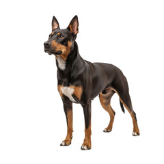 Obraz premium Tri colored australian cattle dog standing on white background