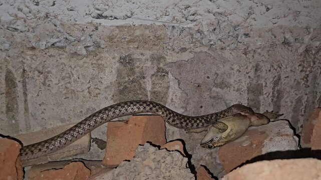 Close-up wildlife video of Asiatic water snake in its natural habitat, catching and swallowing a frog or toad head first&mdash;an intense moment showcasing the raw ecosystem where snakes eat frogs