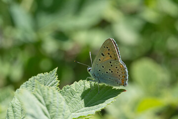  Lycaenidae / Büyük Mor Bakır / Purple-shot Copper / Lycaena alciphron © Yasin