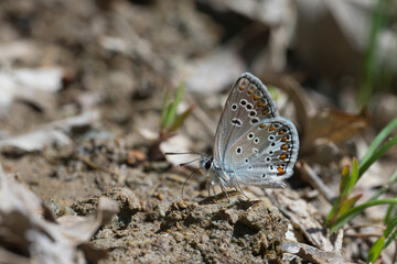 Anadolu Çokgözlüsü » Polyommatus hyacinthus » Anatolian False Argus