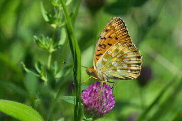 Nymphalidae / Güzel İnci / Dark Green Fritillary / Argynnis aglaja