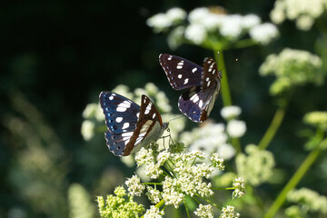 
Nymphalidae / Akdeniz Hanımeli Kelebeği / Southern White Admiral / Limenitis reducta