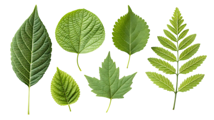 Collection of assorted green leaves isolated on transparent background