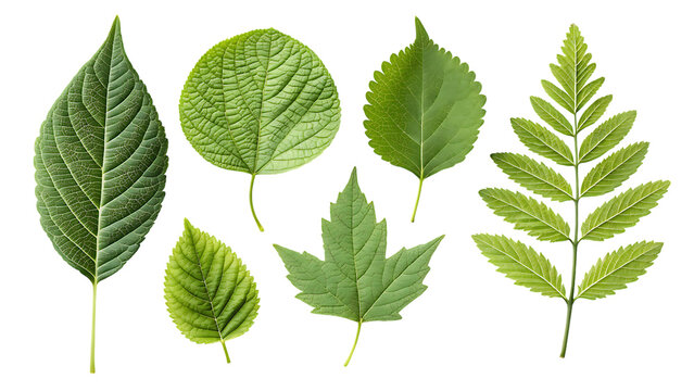 Collection of assorted green leaves isolated on transparent background