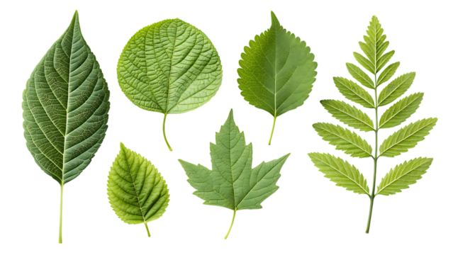 Collection of assorted green leaves isolated on transparent background
