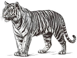 Fototapeta premium Engraving Tiger on Transparent background