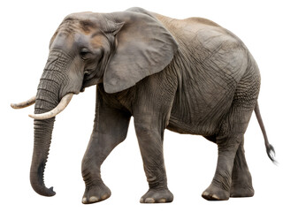 Fototapeta premium Elephant isolated on transparent background