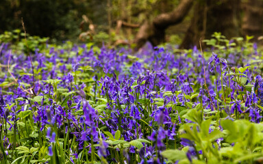 Obraz premium blue bell woods