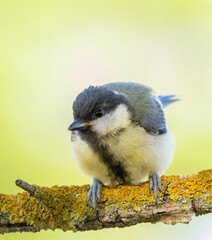 Great tit, Parus major. A bird sitting on a beautiful branch, close-up, flat background