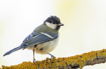 Great tit, Parus major. A bird sitting on a beautiful branch, close-up, light background