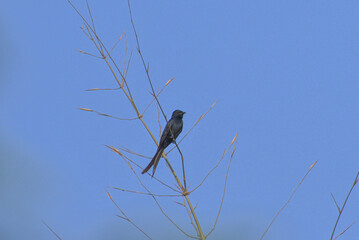 A beautiful Black drongo perches gracefully on a thin, delicate branch against a clear screen blue sky 