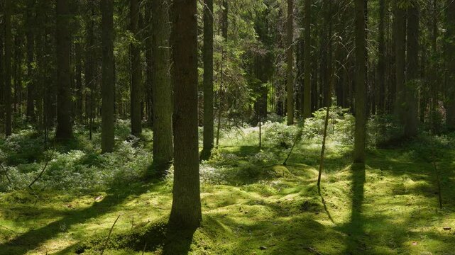 dense pine and spruce forest with thick moss on the ground, dynamic panorama