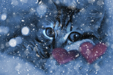 Pretty cute kitten relaxing on the window sill with red heart, frozen snowy window glass and reflection of candlelight. Sleeping tabby cat. Funny pets. Christmas, New Year, Valentines Day celebration;