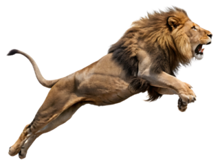 A lion with jumping on transparent background