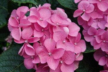 Close-up view of a cluster of vibrant pink hydrangea flowers