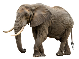 Big elephant on transparent background