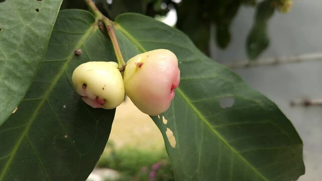 Low angle shot of pink Rose apple, scientifically known as Syzygium jambos, it has many common names Gulab Jamun in Hindi, Jambos or Jambu in Sri Lanka, Malabar Plum, Panineer Champakka