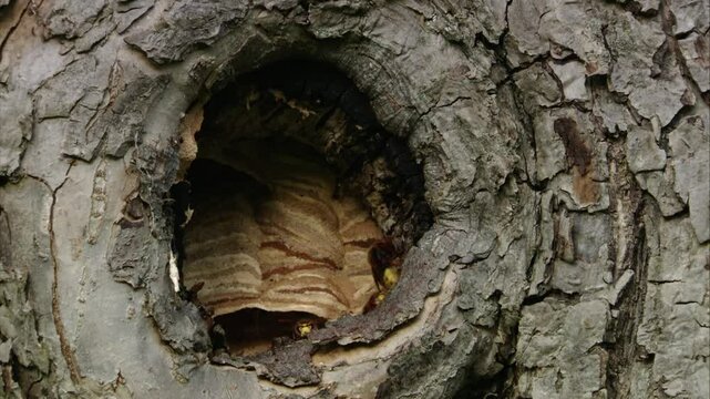 hornet nest inside a tree hollow