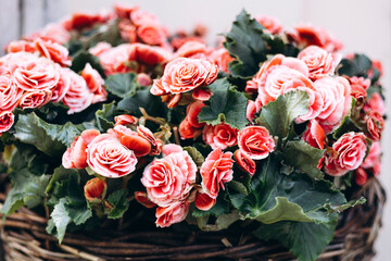 Begonia elatior with red pink double flowers in bloom on soft background.