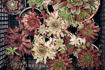Top view of box with assorted succulents on neutral background.