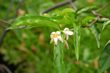 Close-up of white flowers of Wrightia siamensis