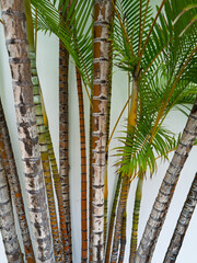 Yellow butterfly palm also nown as Areca palm