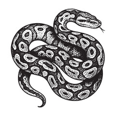 Obraz premium Detailed hand-drawn python snake in curled position with vintage engraving style.