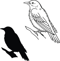 Artistic Nightingale Bird Vector Illustration  
