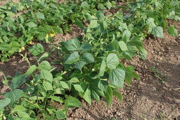 Plant, rangée de haricots vert dans le jardin
