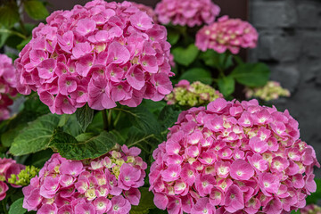 beautiful floral background of flowering pink hydrangea close up