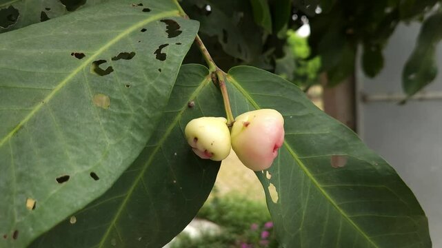 Low angle shot of pink Rose apple, scientifically known as Syzygium jambos, it has many common names Gulab Jamun in Hindi, Jambos or Jambu in Sri Lanka, Malabar Plum, Panineer Champakka
