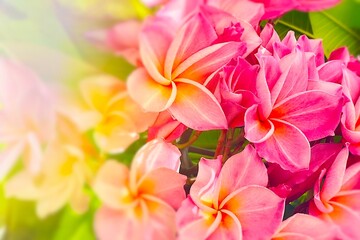 pink frangipani flowers