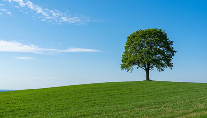 Obraz premium Serene summer landscape - a lonely tree on top of a green hill.