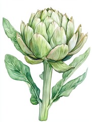 Obraz premium Artichoke Illustration. Watercolor Drawing of Fresh Green Artichoke Isolated on White Background