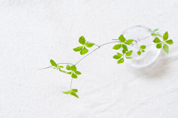 ガラスの剣山に飾ったドウダンツツジ