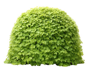 Dome shaped bush topiary, lush green foliage, isolated on transparency background, vibrant and healthy, perfect for garden landscaping and outdoor decoration