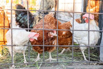 Brown and white chickens behind metal grate in summer