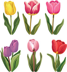 Fototapeta premium Colorful Tulips Set – Vector Illustration on white background
