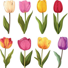 Obraz premium Colorful Tulips Set – Vector Illustration on white background
