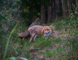 Red fox stands alert in a forest edge, at the back of the garden. Blending into its natural habitat. Captured in stillness, the wild animal displays its sharp gaze and bushy tail, surrounded by bush.