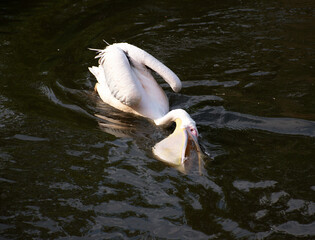 Large white pelican swims across the water surface, capturing a fish in its expandable beak pouch....