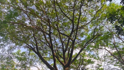 View of a lush green tree canopy with sunlight filtering through the leaves