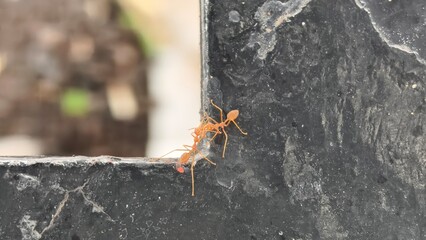 Two ants interacting on a metal structure.